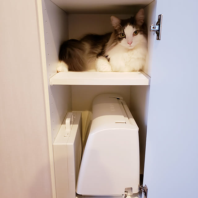 机/猫/猫のいる風景/猫との生活/物入れ...などのインテリア実例 - 2020-06-09 12:43:10