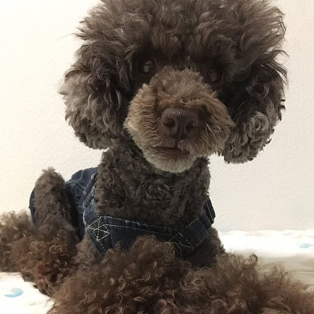 fionaさんの実例写真