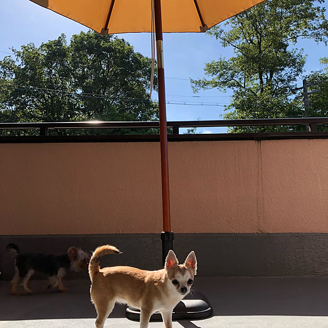 Hanagoboさんの実例写真