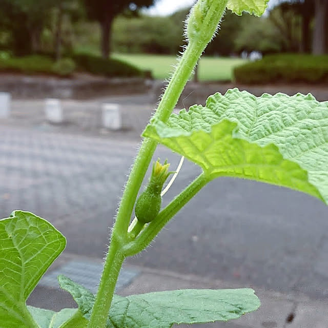 Ohigeさんの実例写真