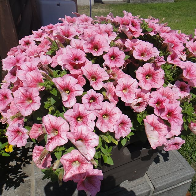 gardengardenさんの実例写真