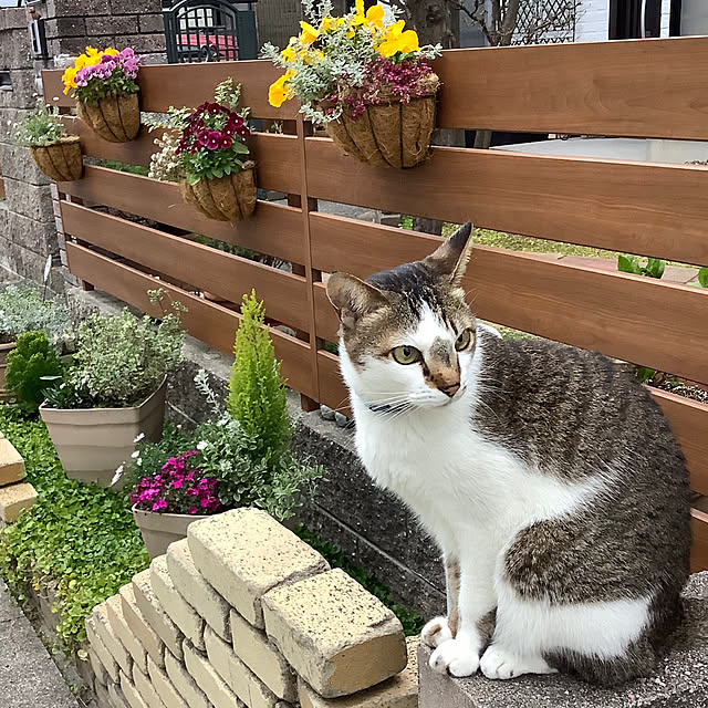 haruminさんの実例写真