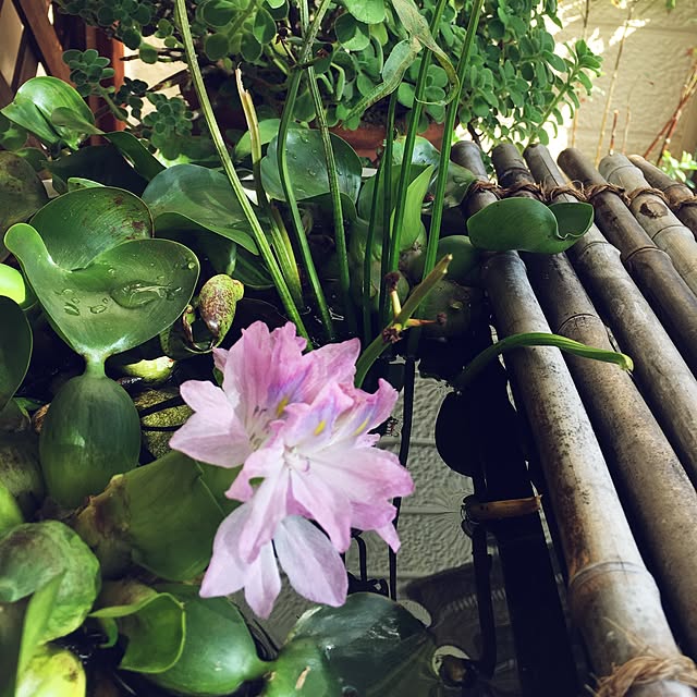 junjunさんの実例写真
