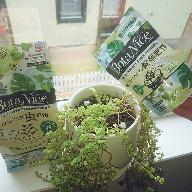 BotaNice/観葉植物/多肉植物/植物のある暮らし/虫対策...などのインテリア実例 - 2021-06-12 10:51:43