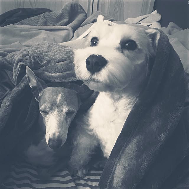 suzyさんの実例写真