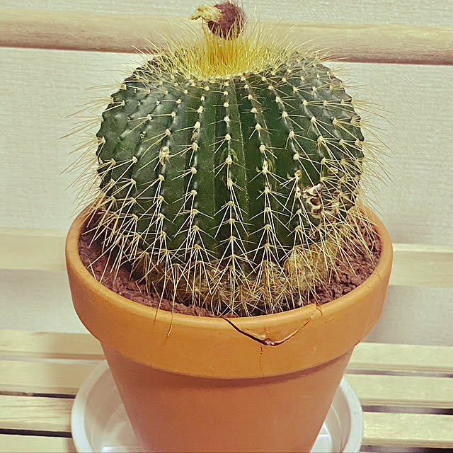 yuzuさんの実例写真
