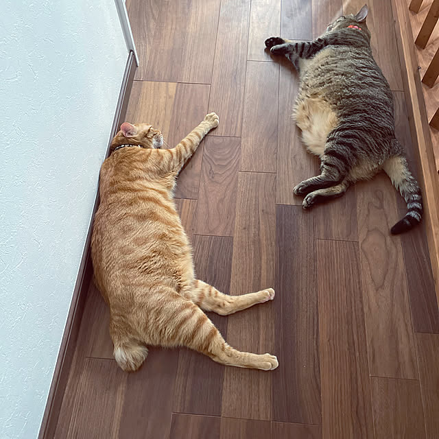 chiroyamanekoさんの実例写真