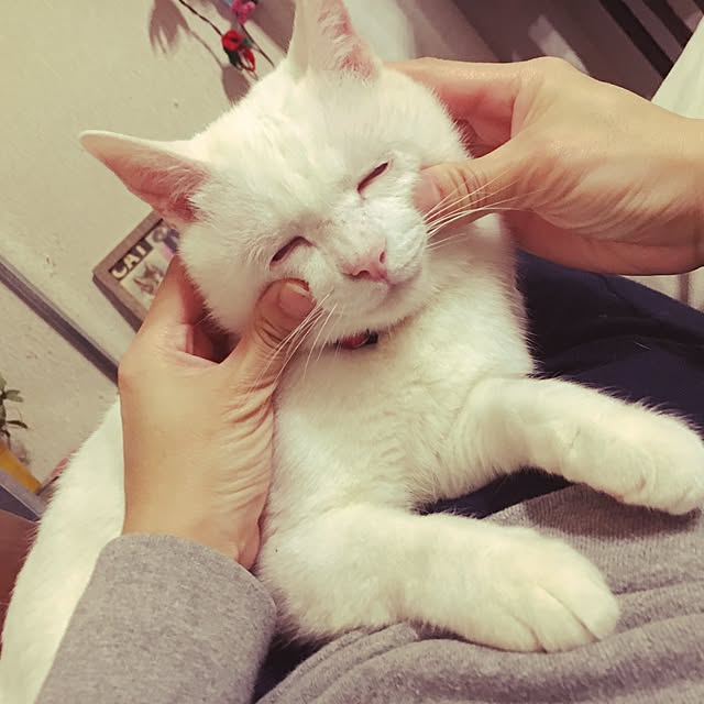 Miechamさんの実例写真