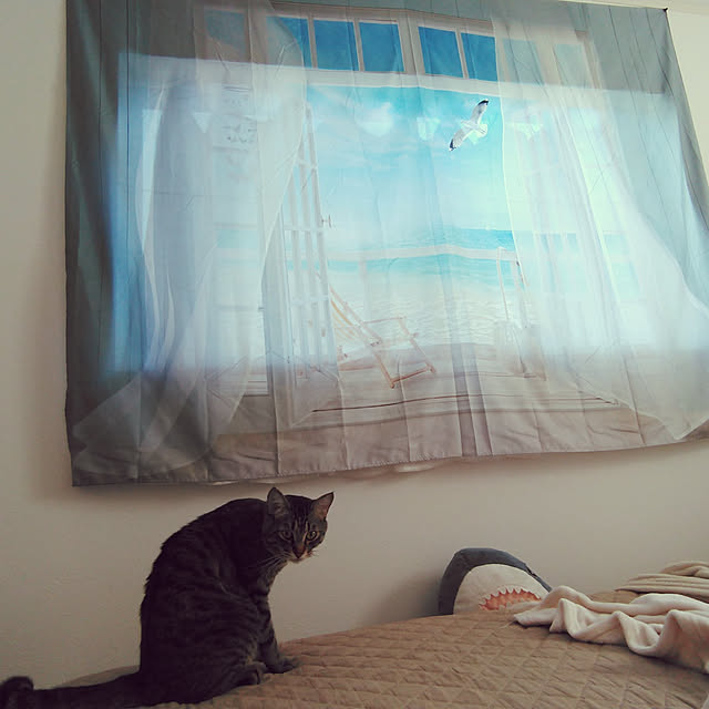 ベッド周り/快眠/窓/猫/ねこのいる風景...などのインテリア実例 - 2021-07-20 08:49:13