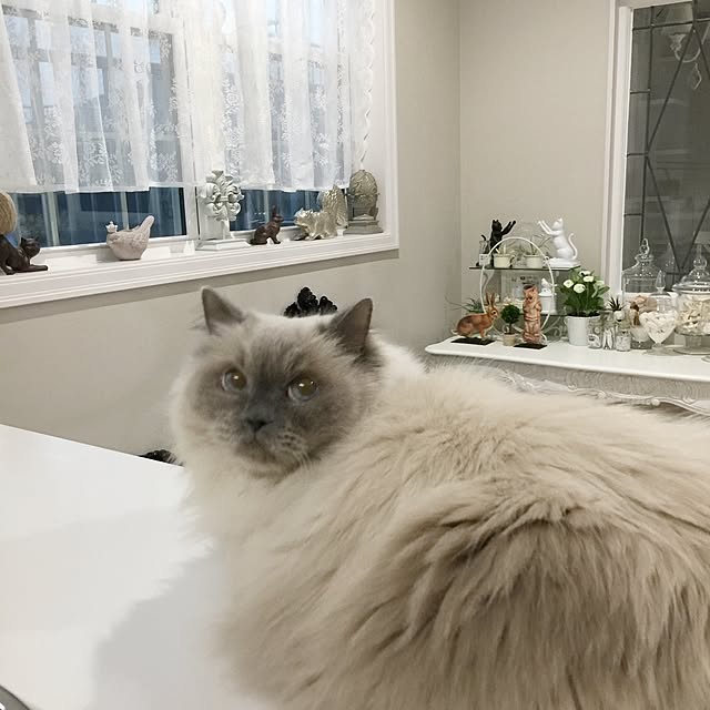 yuchiさんの実例写真