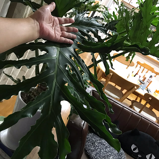 daikichiさんの実例写真