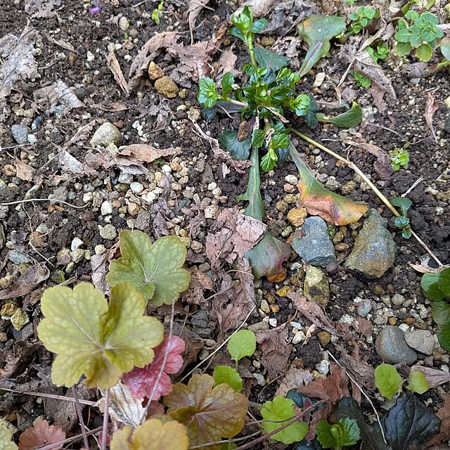 Bienvenueさんの部屋