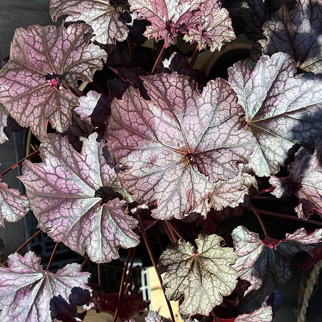 romiromiさんの実例写真