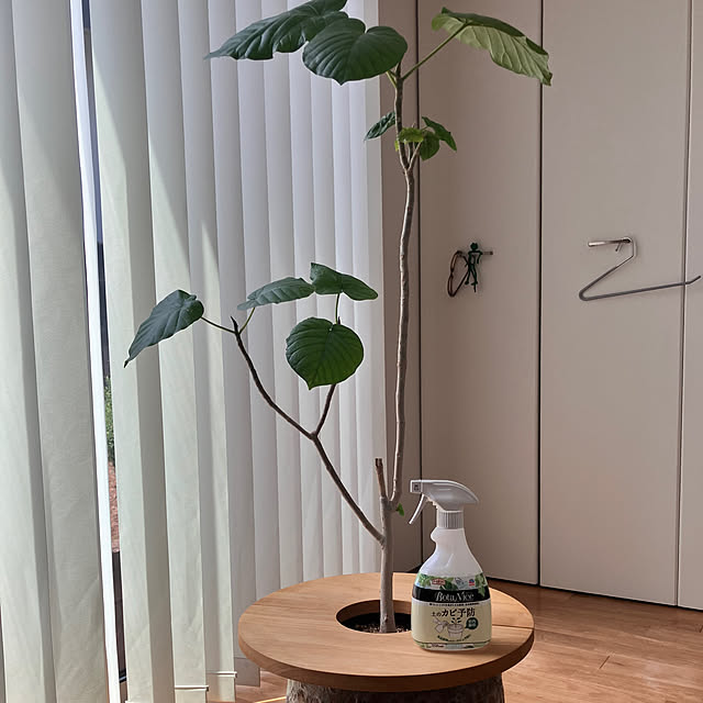 KOHAREさんの部屋
