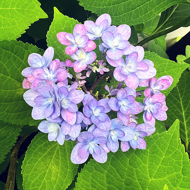 hinamamaさんの部屋