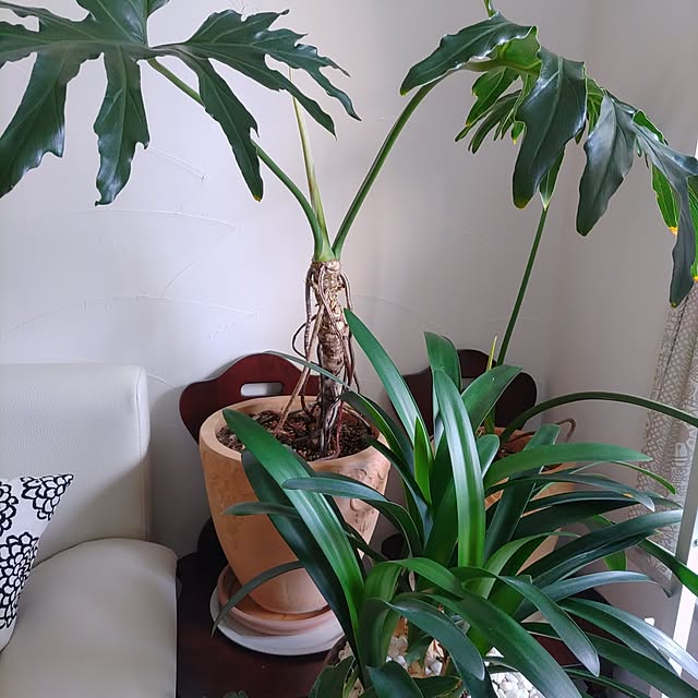 nyankonecoさんの部屋