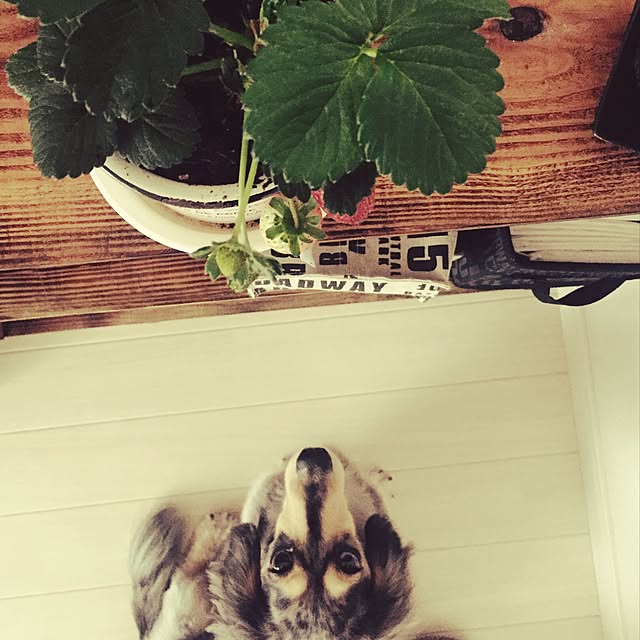 tomoxxさんの実例写真