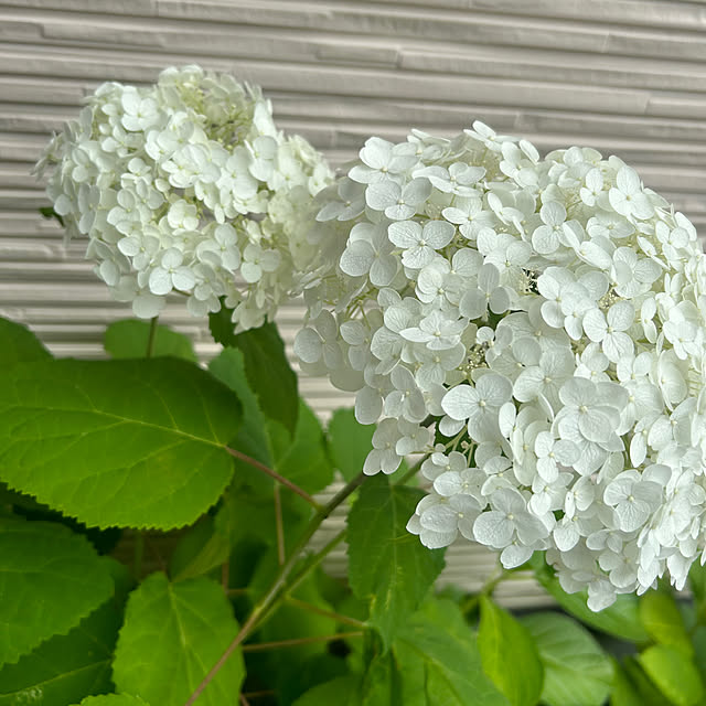 R.5.mamaさんの実例写真