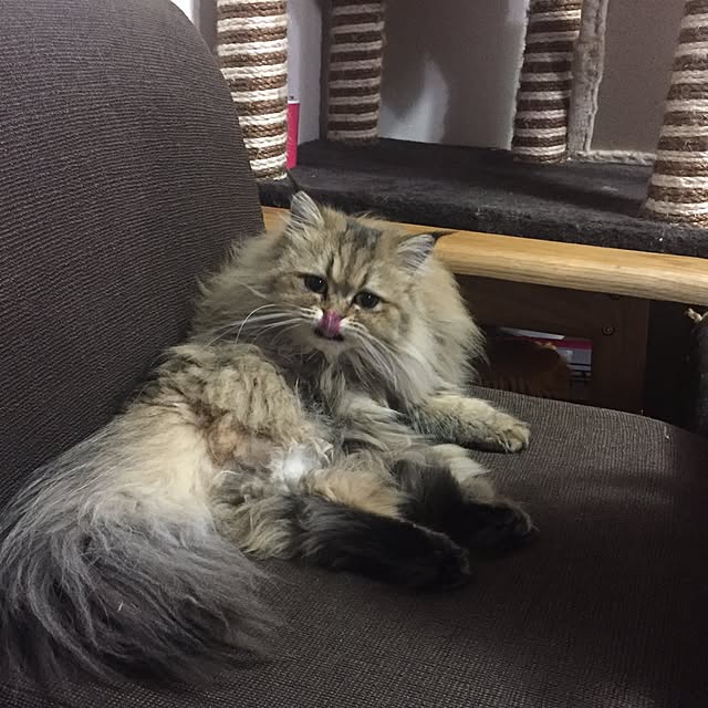 butachanさんの実例写真