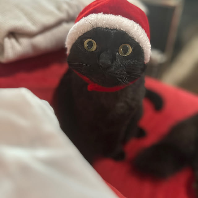 miruさんの実例写真