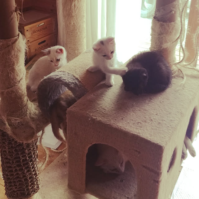 Maki-nekomamireさんの実例写真