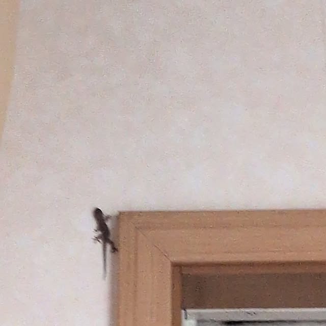 chi_gogaさんの部屋