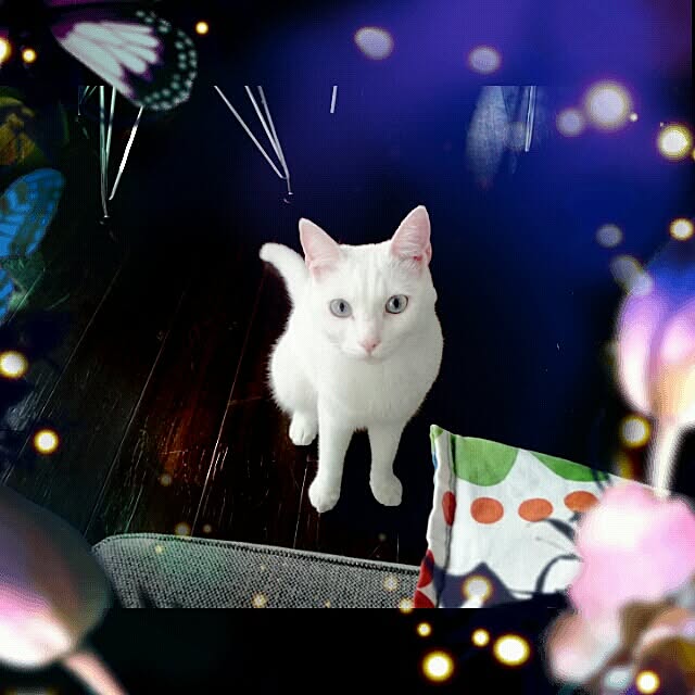 Tuuliさんの実例写真