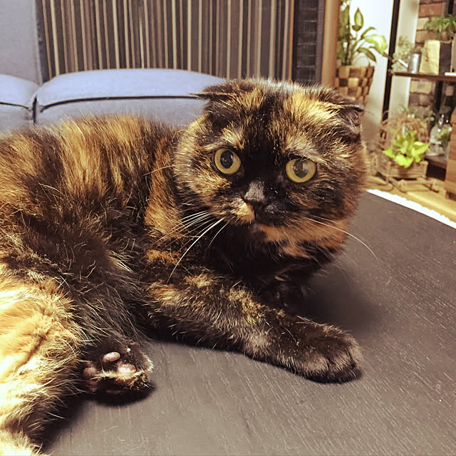 muupoupepeさんの実例写真
