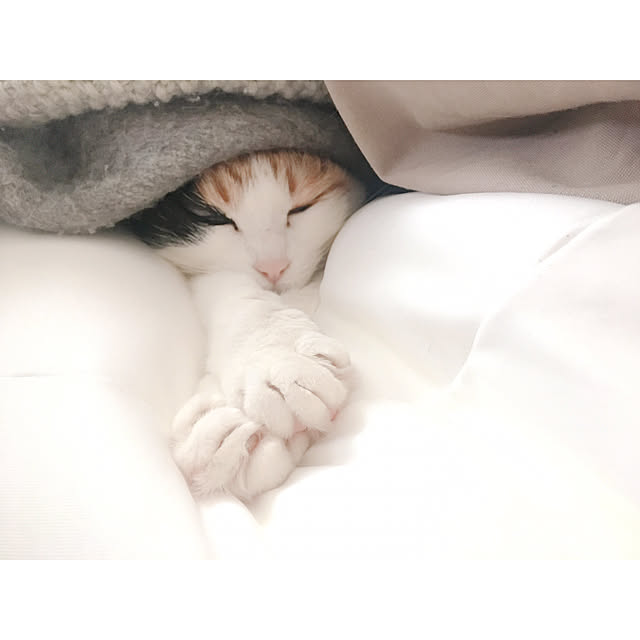 warashibeさんの実例写真