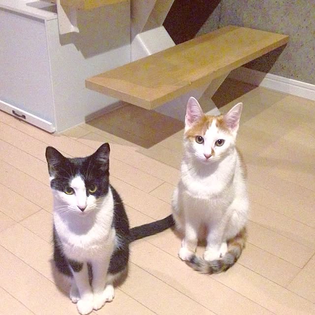 ziziguguさんの実例写真