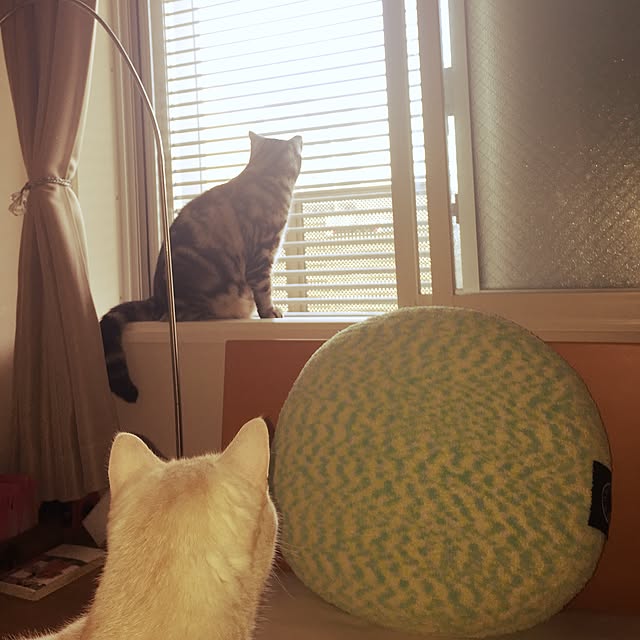 y.k.0123さんの実例写真