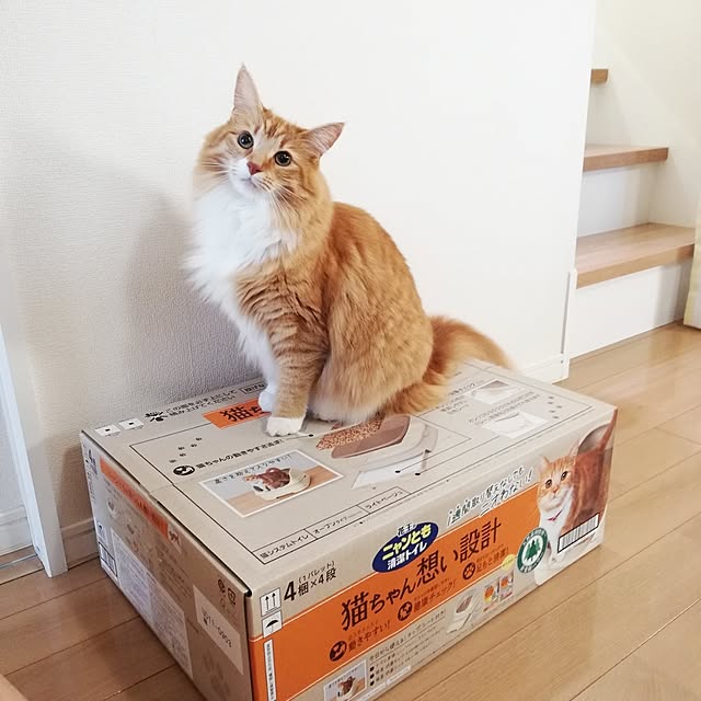 pinokoさんの実例写真