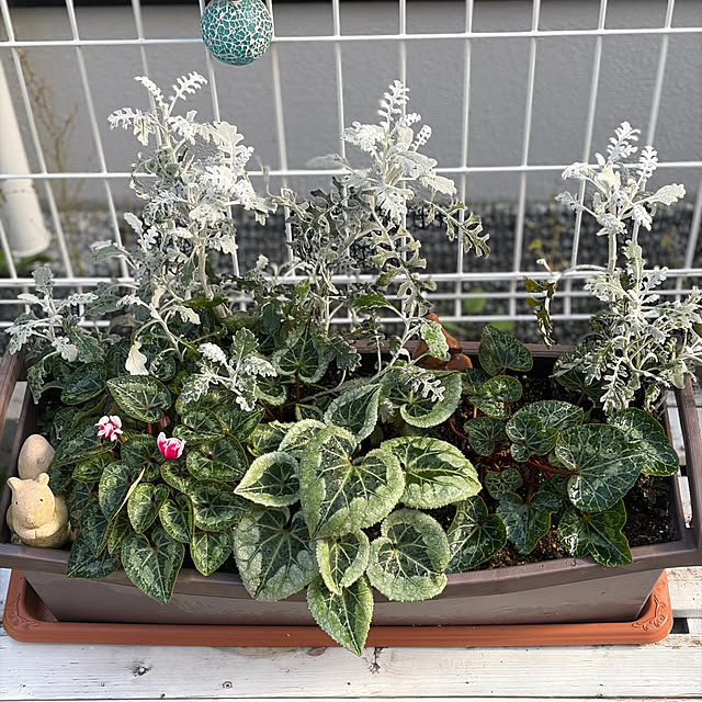 puriyuzuさんの実例写真