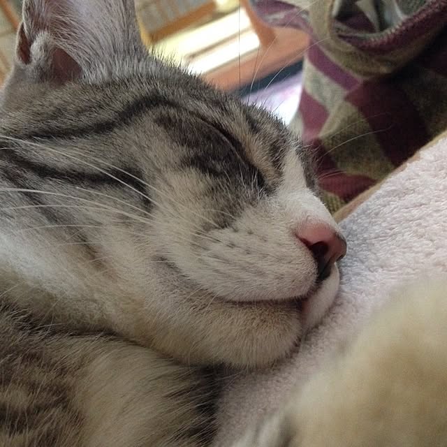 kimikoさんの実例写真