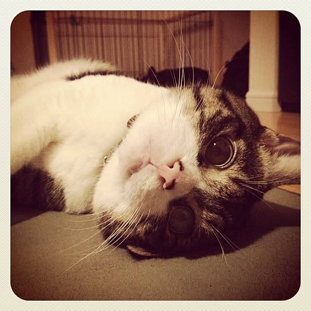 pinokoさんの実例写真