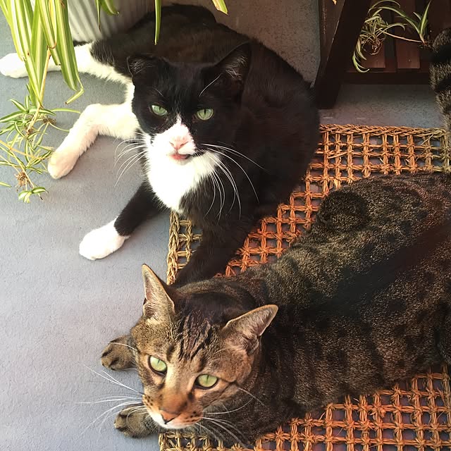 negiさんの実例写真