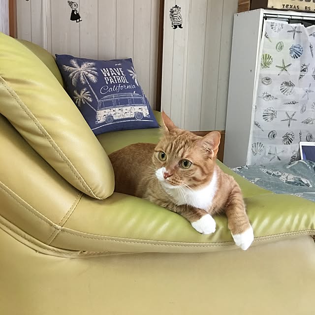 CATさんの実例写真