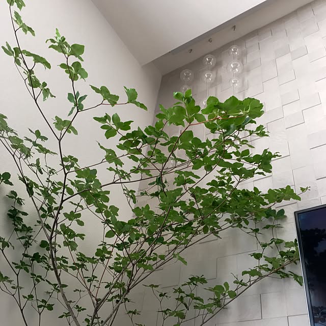 miyabi_homeさんの実例写真