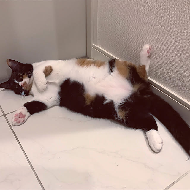 Boniさんの実例写真