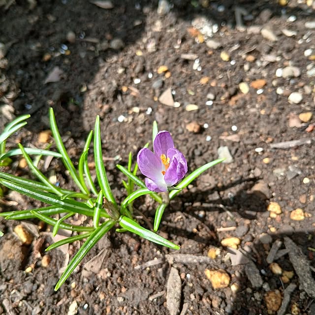 chidorinさんの実例写真