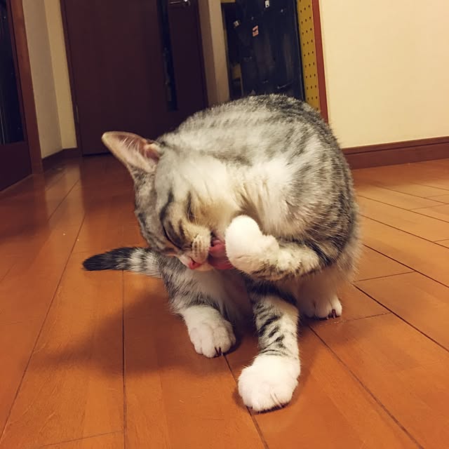 Shojiさんの実例写真