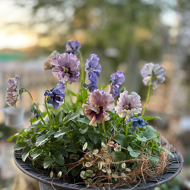 mameshibaさんの実例写真