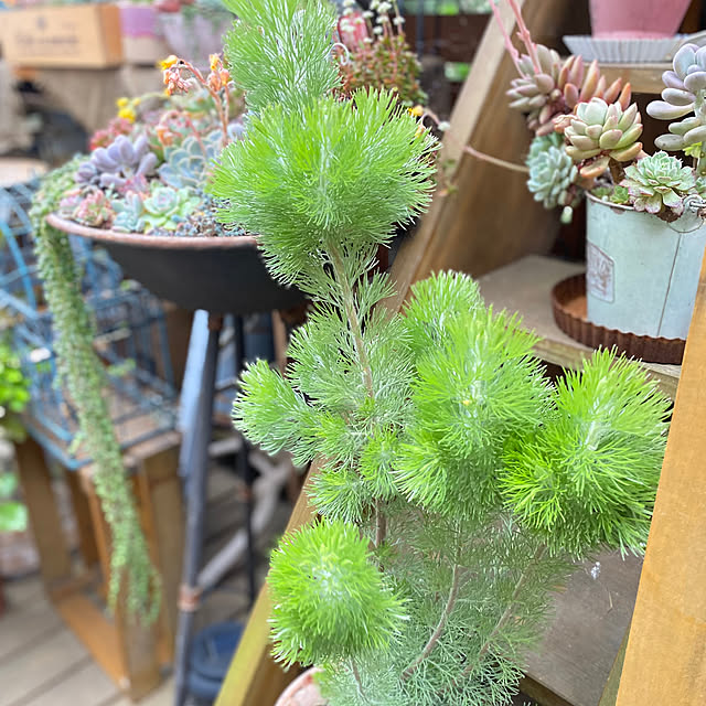 mintteaさんの部屋