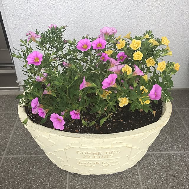 momopanmanさんの実例写真