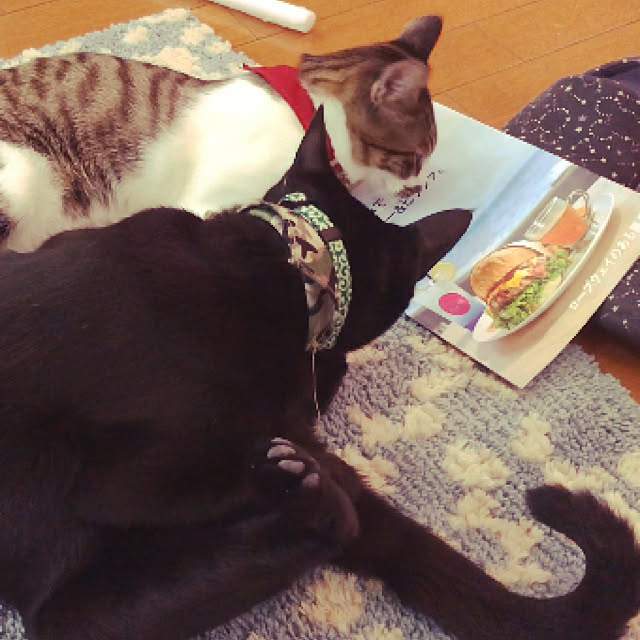 jijiさんの実例写真