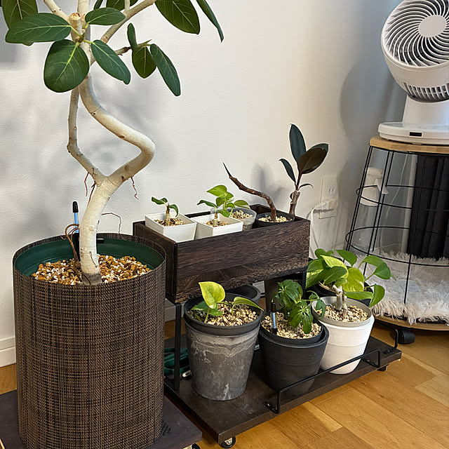 qinoさんの実例写真