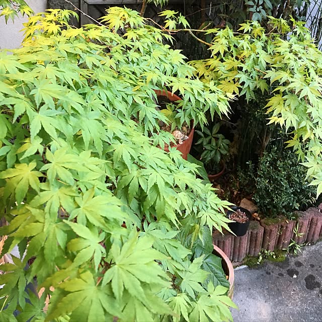 sakuranboさんの実例写真