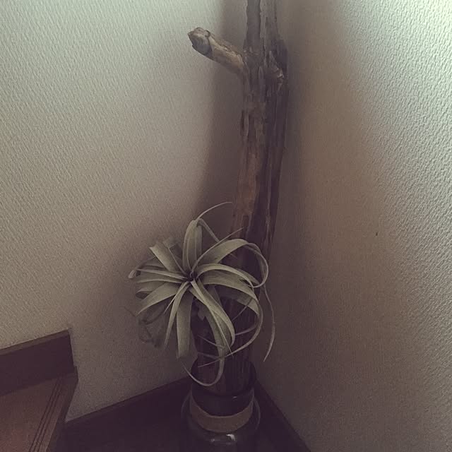 ebiomanさんの実例写真