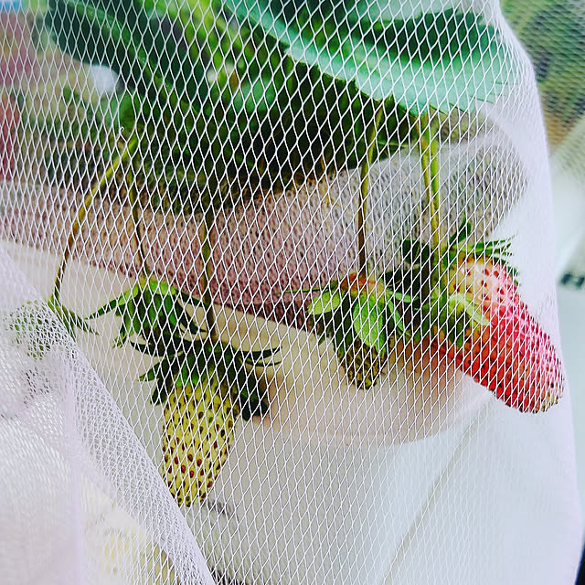 rennnkaaさんの実例写真