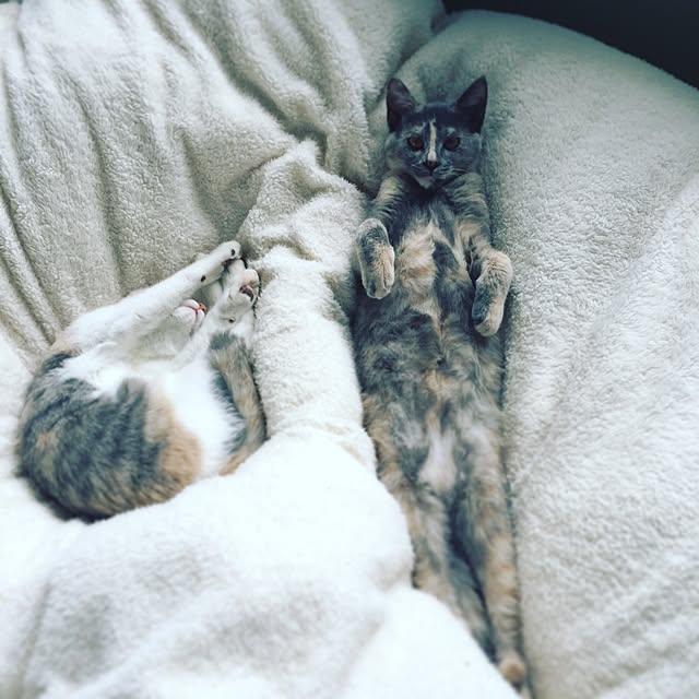 piroさんの実例写真